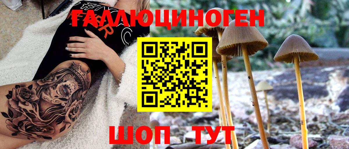 Псилоцибиновые грибы Psilocybine cubensis Дмитров